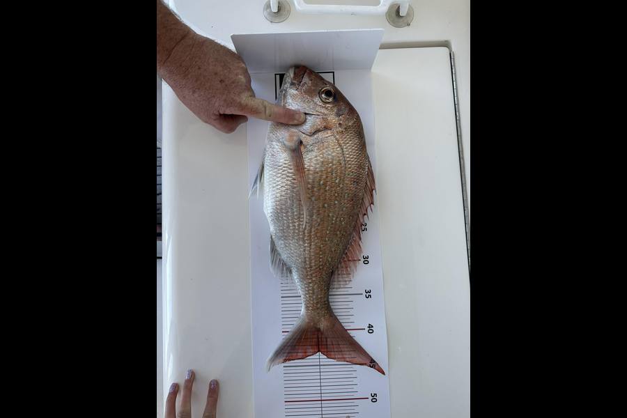 Michaela Kennedy caught this 43.0cm Snapper at Auckland during The Export NZ Fishing Competition