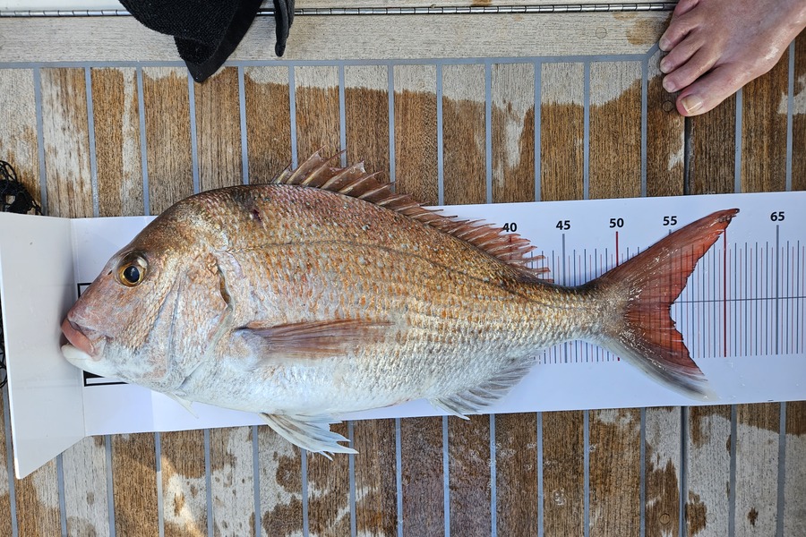 Angela Mobberley caught this 55.0cm Snapper at Auckland during The Export NZ Fishing Competition