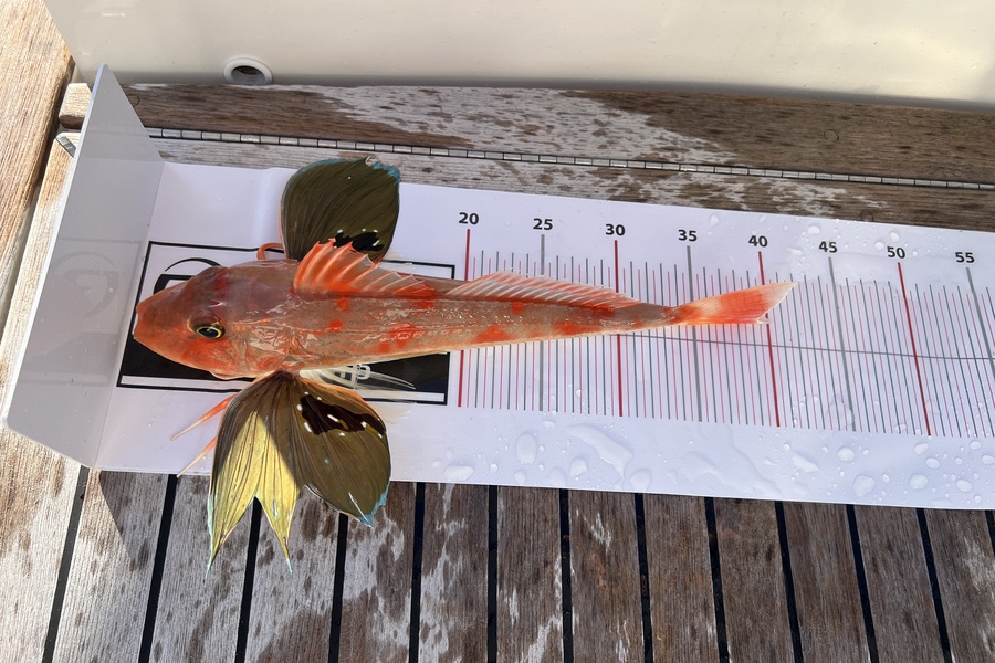 Christina Wainhouse caught this 39.5cm Gurnard at Auckland during The Export NZ Fishing Competition