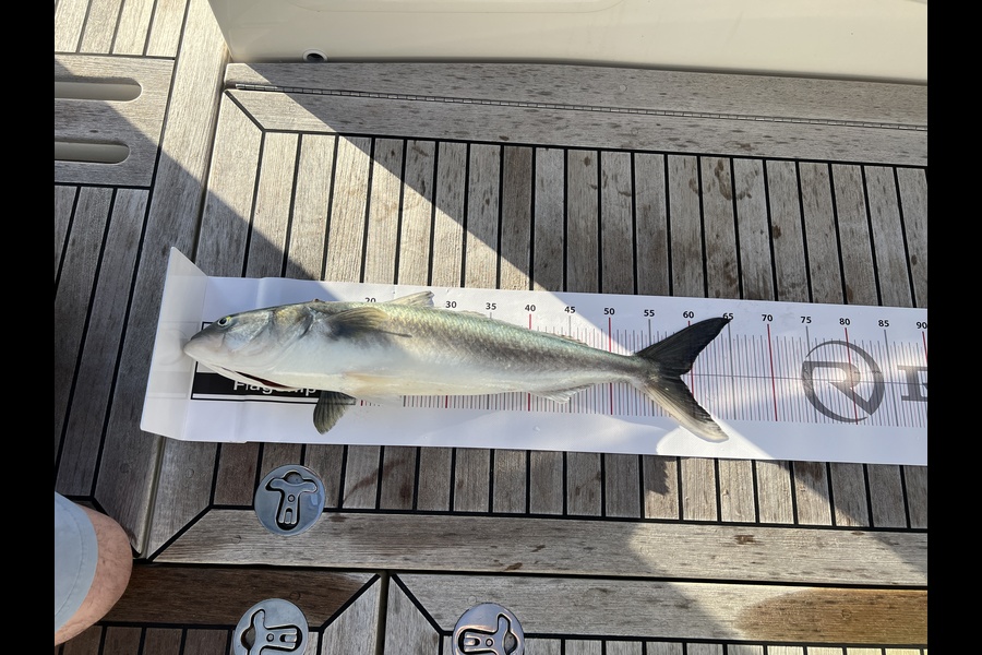Christina Wainhouse caught this 58.5cm Kahawai at Auckland during The Export NZ Fishing Competition