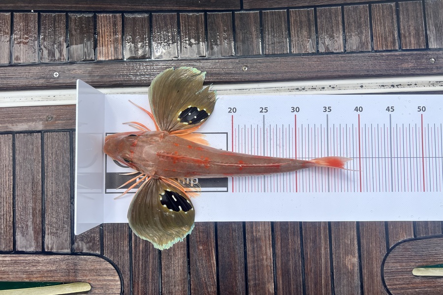 Gillian Chappell caught this 37.5cm Gurnard at Auckland during The Export NZ Fishing Competition