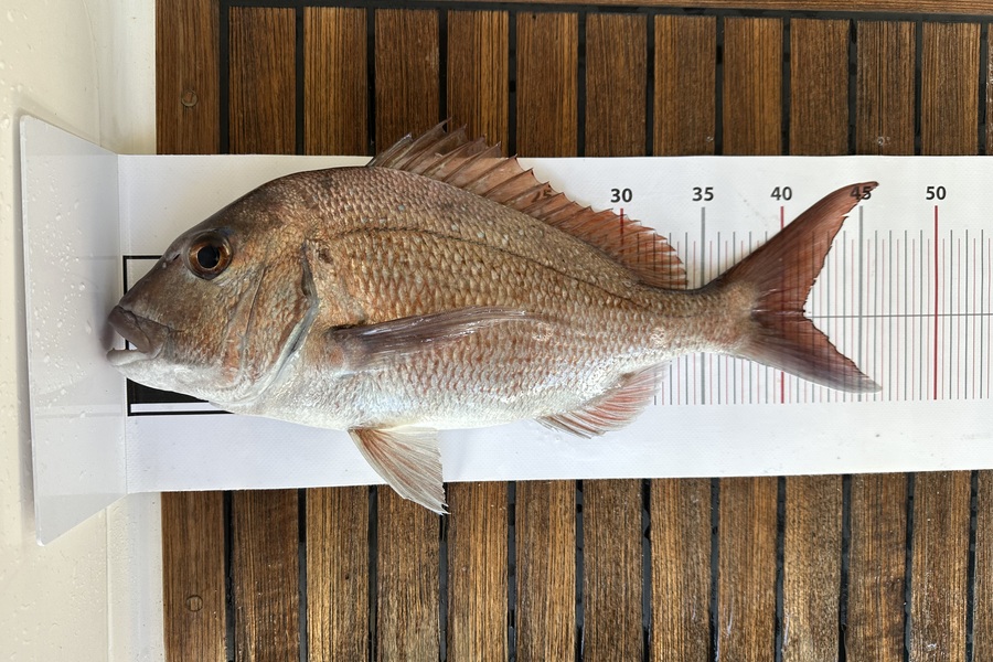 Diana Nisbet caught this 41.0cm Snapper at Auckland during The Export NZ Fishing Competition