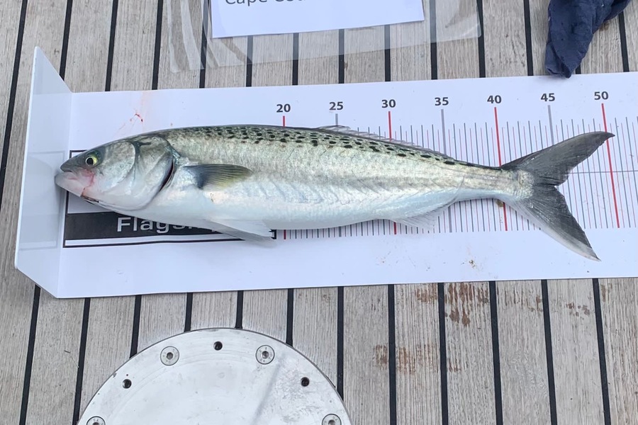 Lisa Treleaven caught this 44.5cm Kahawai at Auckland during The Export NZ Fishing Competition