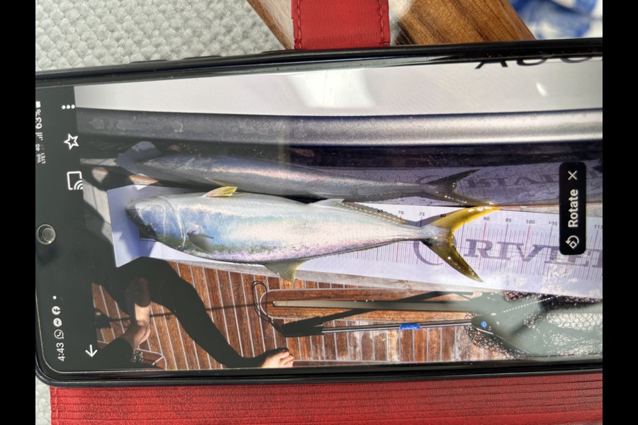 Helen Maclean caught this 83cm Kingfish at Auckland during The Export NZ Fishing Competition