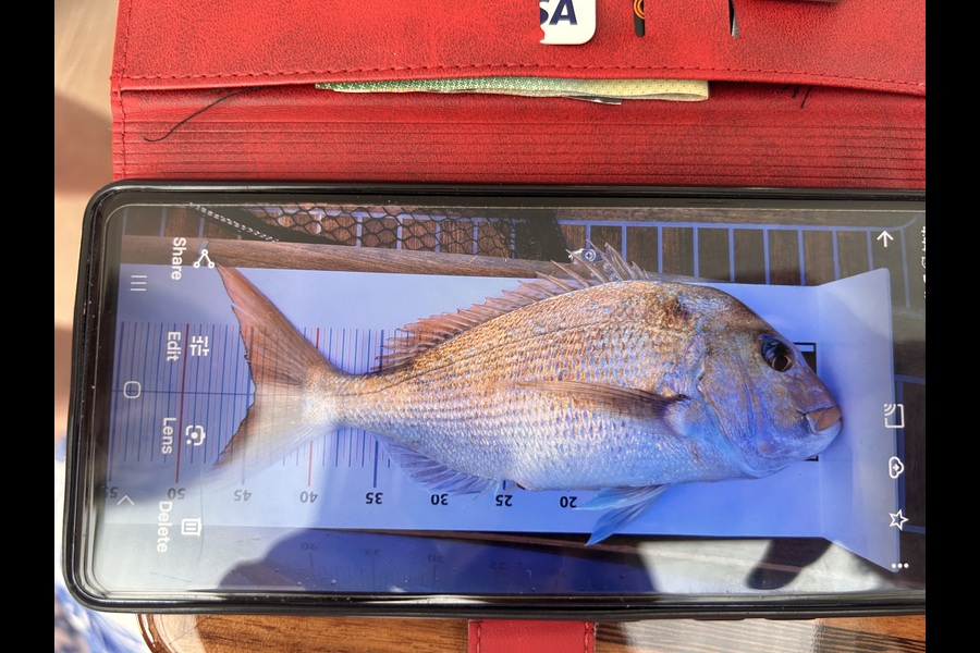 Helen Maclean caught this 44.5cm Snapper at Auckland during The Export NZ Fishing Competition
