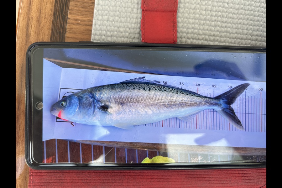 Helen Maclean caught this 50.0cm Kahawai at Auckland during The Export NZ Fishing Competition