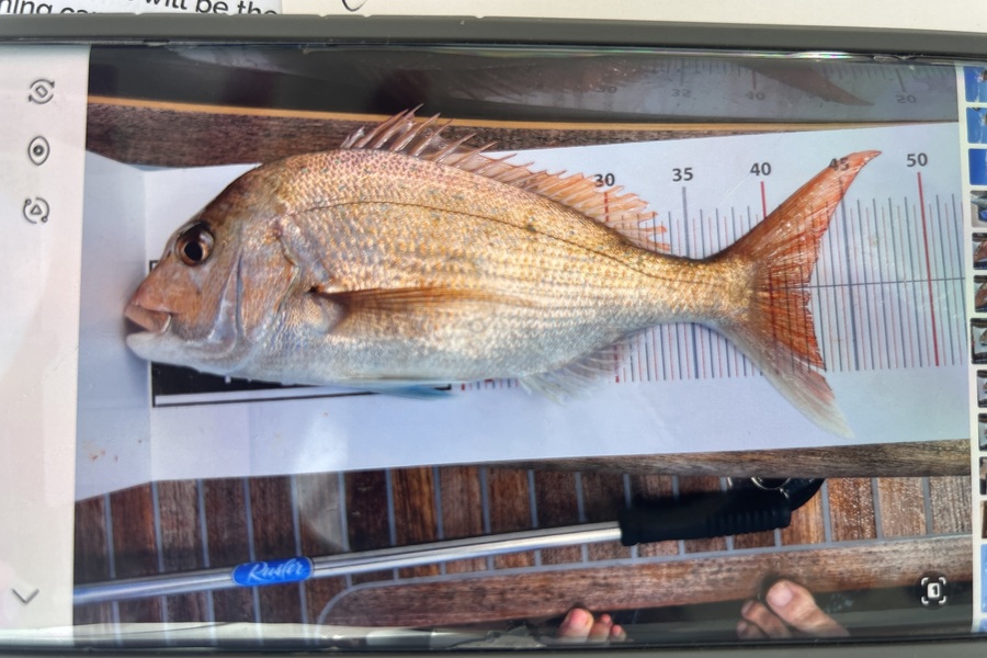 Lynette Subritzky caught this 42.5cm Snapper at Auckland during The Export NZ Fishing Competition