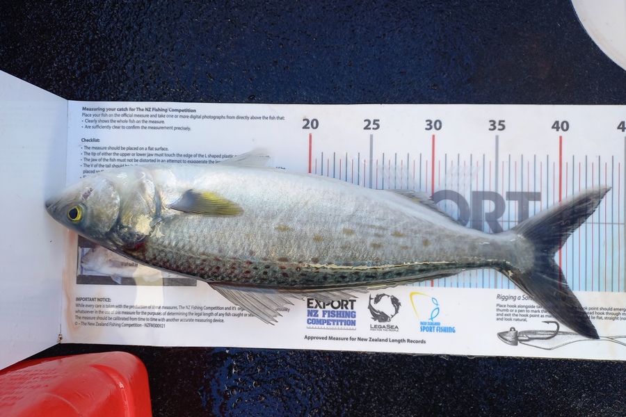 Andrew Tohu caught this 39.5cm Kahawai at Northland during The Export NZ Fishing Competition