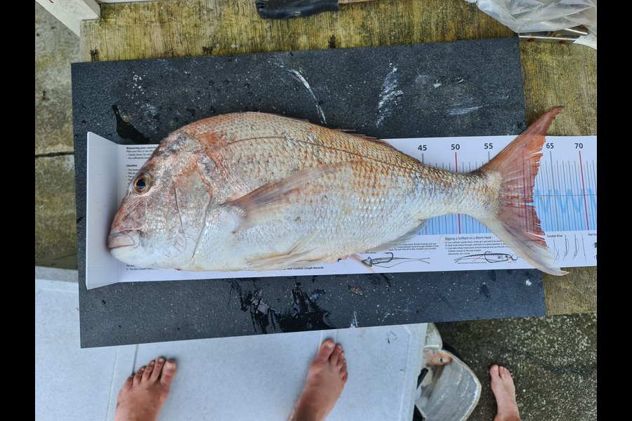 Jackie Gillett caught this 61.0cm Snapper at Waikato during The Export NZ Fishing Competition