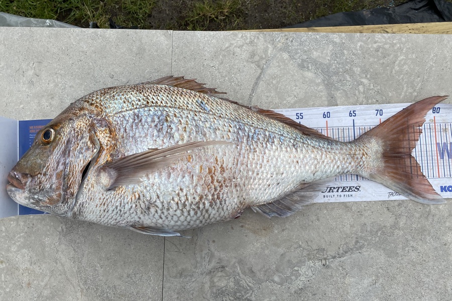 Ash Dann caught this 75.0cm Snapper at Auckland during The Export NZ Fishing Competition