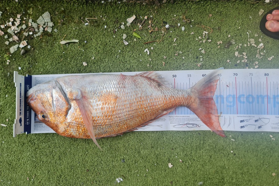 Hendrik Klopper caught this 62.5cm Snapper at Northland during The Export NZ Fishing Competition