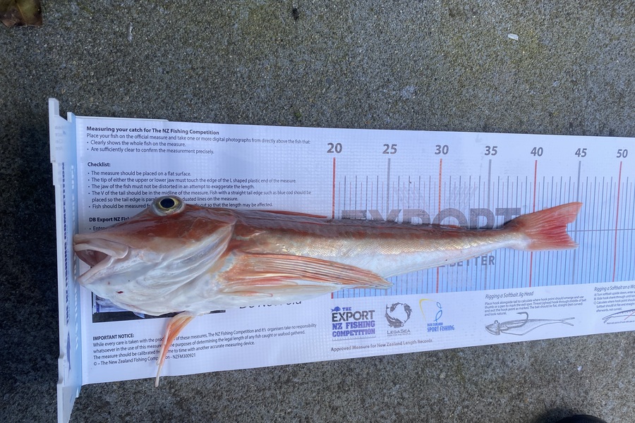Troy  George  caught this 43.5cm Gurnard at Taranaki during The Export NZ Fishing Competition