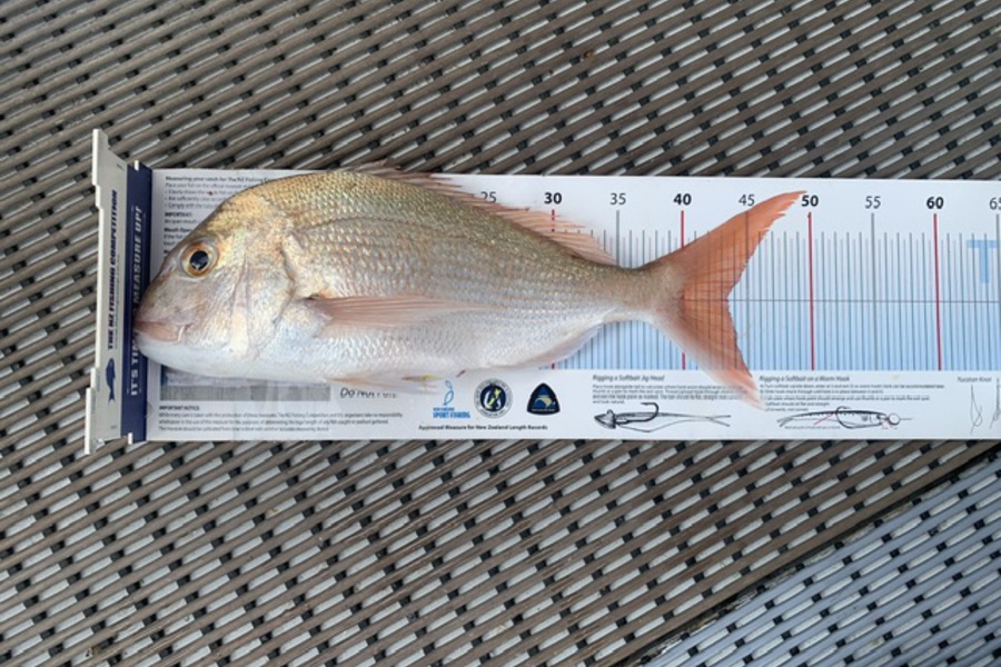 Stephen Attwood caught this 43.5cm Snapper at Northland during The Export NZ Fishing Competition