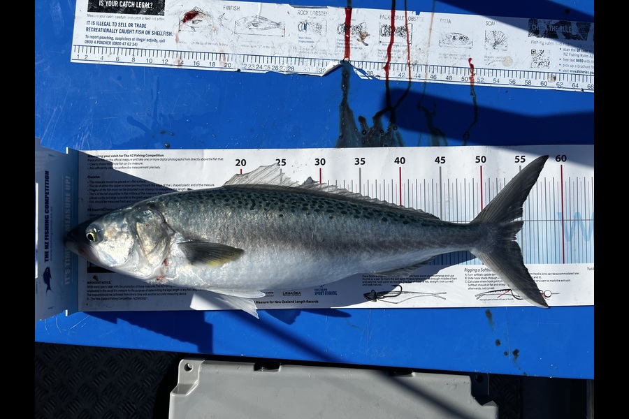 Blair Stonnell caught this 54.0cm Kahawai at Taranaki during The Export NZ Fishing Competition