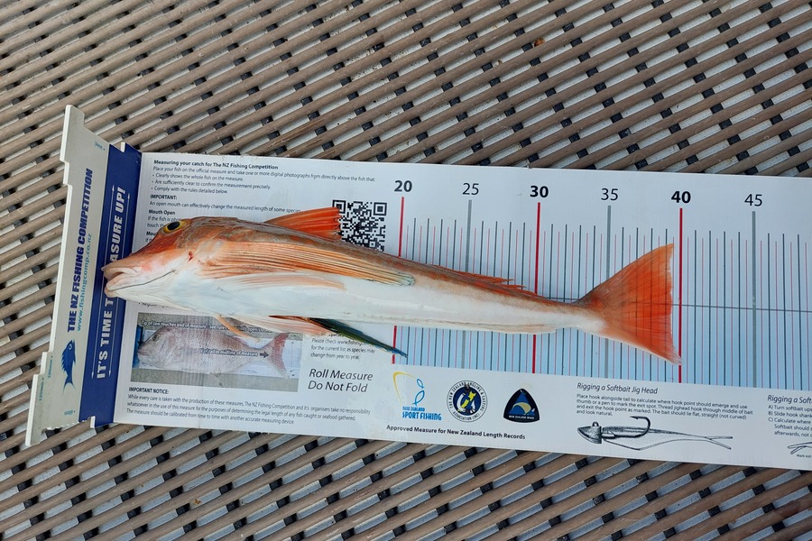 Janet Attwood caught this 39.0cm Gurnard at Northland during The Export NZ Fishing Competition