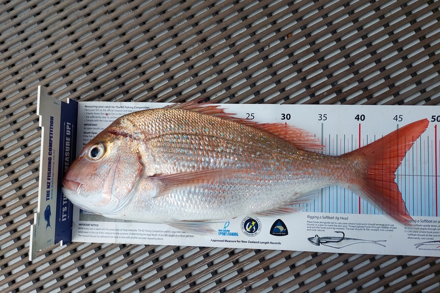 Janet Attwood caught this 44.5cm Snapper at Northland during The Export NZ Fishing Competition
