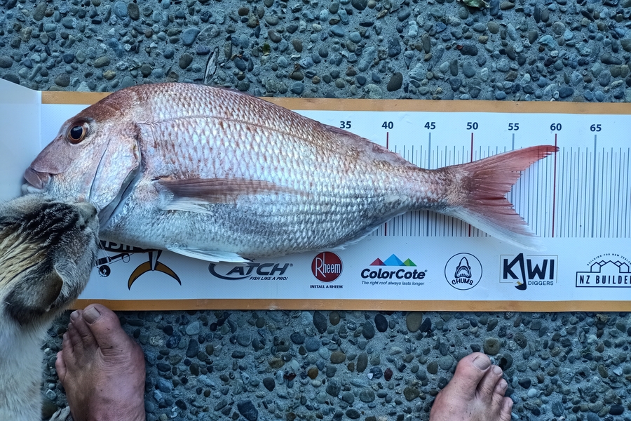 Rodney Bennett caught this 54.0cm Snapper at Auckland during The Export NZ Fishing Competition