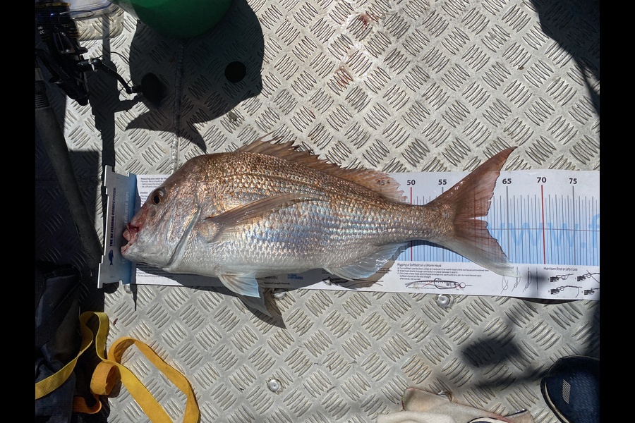 Alan Gow caught this 61.5cm Snapper at Auckland during The Export NZ Fishing Competition
