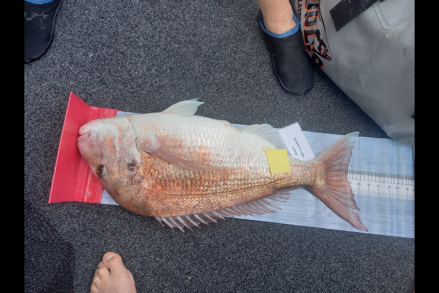 Mike Crawford caught this 70.0cm Snapper at Northland during The Export NZ Fishing Competition