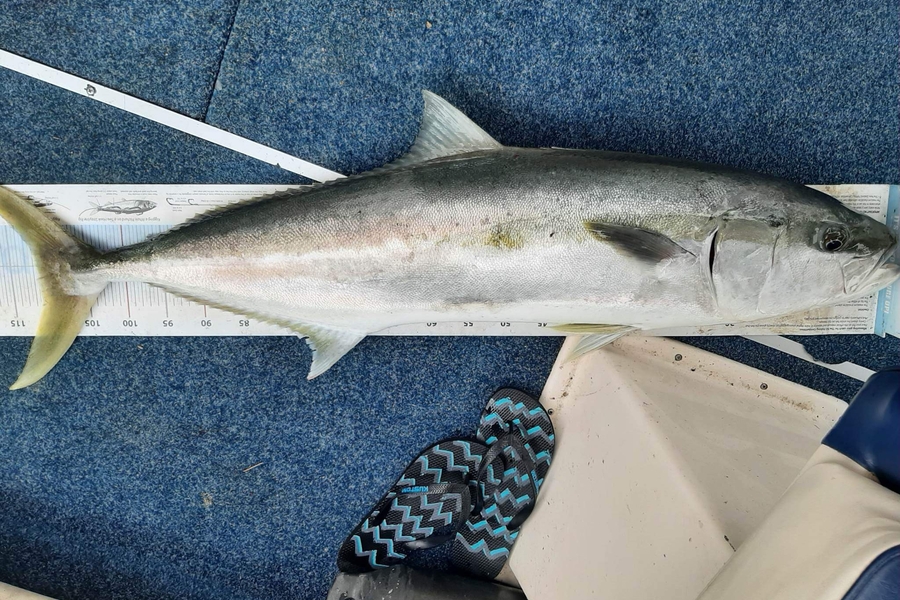 Brandon Whyte caught this 111.0cm Kingfish at Auckland during The Export NZ Fishing Competition