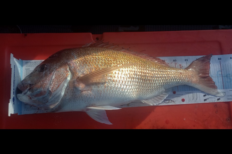 Tony clarke caught this 74cm Snapper at Auckland during The Export NZ Fishing Competition