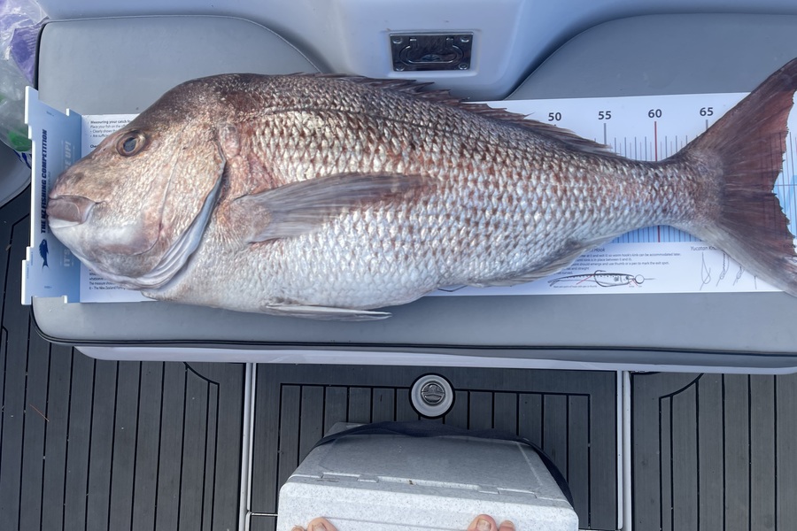 Steve Marshall caught this 71.0cm Snapper at Auckland during The Export NZ Fishing Competition