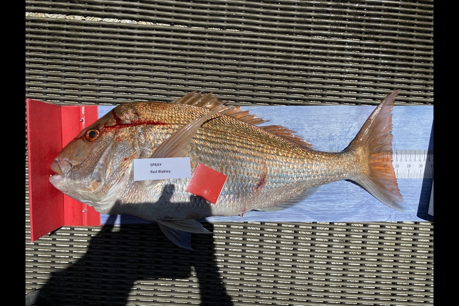 Red Blakely caught this 70.0cm Snapper at Northland during The Export NZ Fishing Competition