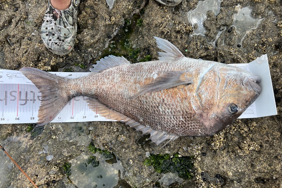 Lucas Bawden caught this 82.0cm Snapper at Northland during The Export NZ Fishing Competition