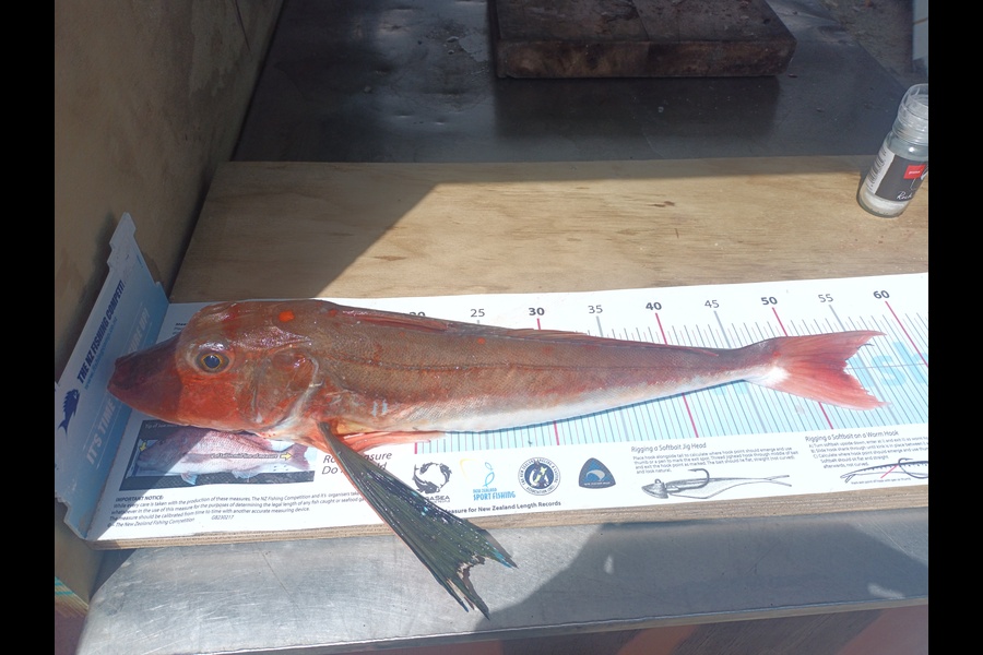 Nick Richards caught this 53.0cm Gurnard at West Coast during The Export NZ Fishing Competition