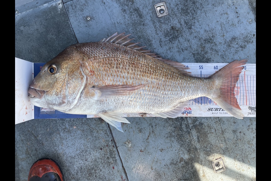Regan George caught this 66.0cm Snapper at Taranaki during The Export NZ Fishing Competition