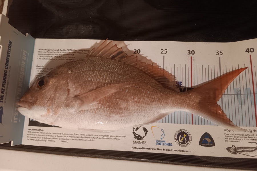Simon Adamson caught this 34.0cm Snapper at Auckland during The Export NZ Fishing Competition