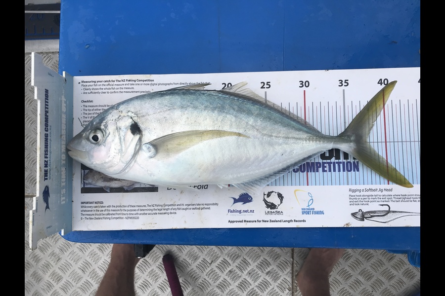 Kraig Steiner caught this 37.5cm Trevally at Northland during The Export NZ Fishing Competition