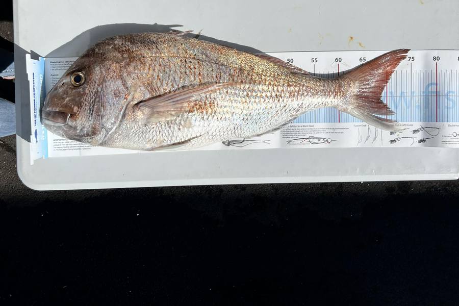 Werner Oosthuizen caught this 69.0cm Snapper at Auckland during The Export NZ Fishing Competition