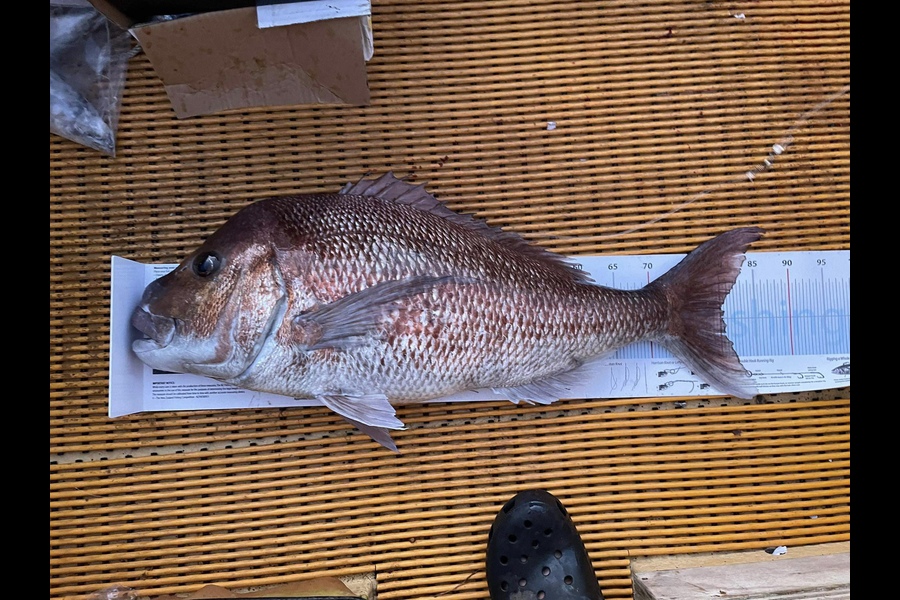 Karira Cherrington caught this 80.0cm Snapper at Northland during The Export NZ Fishing Competition