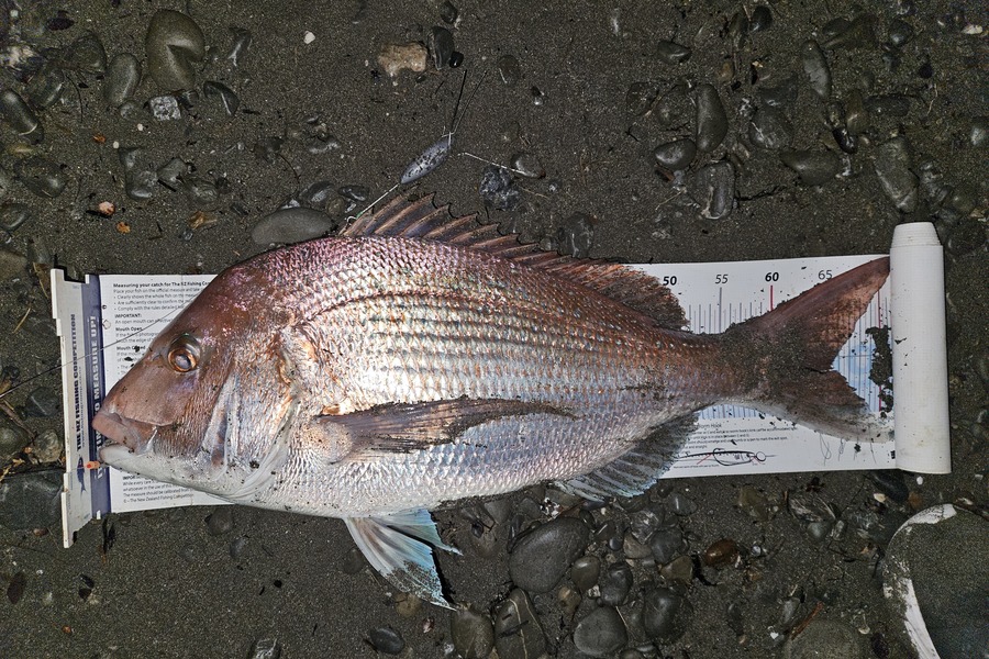 Scott Campbell caught this 64cm Snapper at Wellington during The Export NZ Fishing Competition