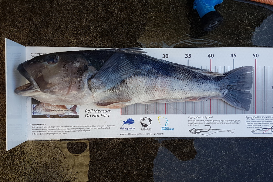 Chilton  Atherton  caught this 49.0cm Blue Cod at Taranaki during The Export NZ Fishing Competition