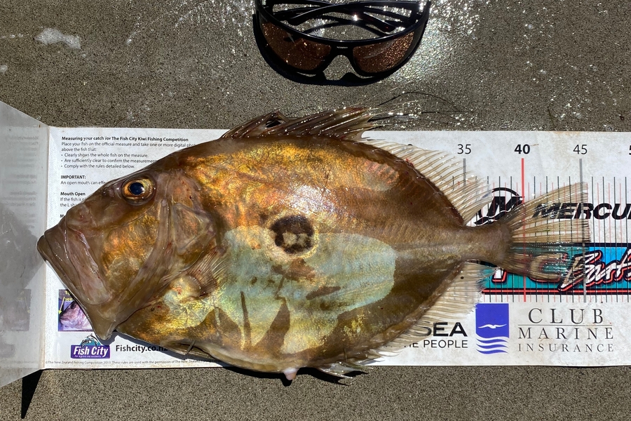 Mark Ray caught this 45.5cm John Dory at Bay of Plenty during The Export NZ Fishing Competition