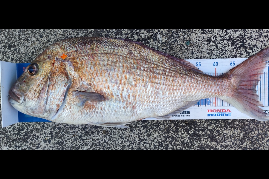 Dreese Williams caught this 71.5cm Snapper at Auckland during The Export NZ Fishing Competition