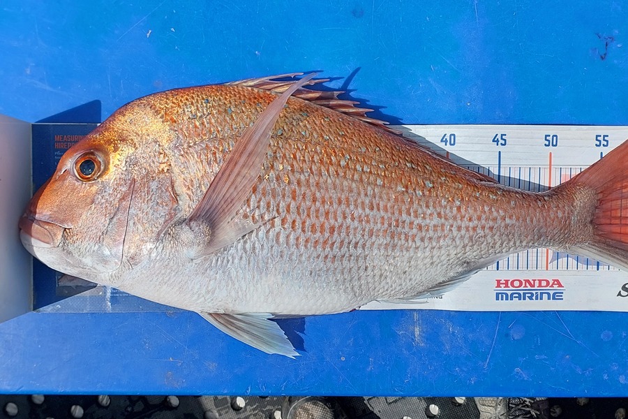 Sarah Jolliffe caught this 58.0cm Snapper at Auckland during The Export NZ Fishing Competition