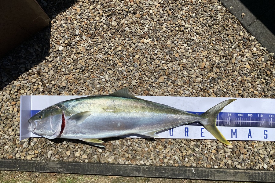 Gareth Birley caught this 88.5cm Kingfish at Auckland during The Export NZ Fishing Competition