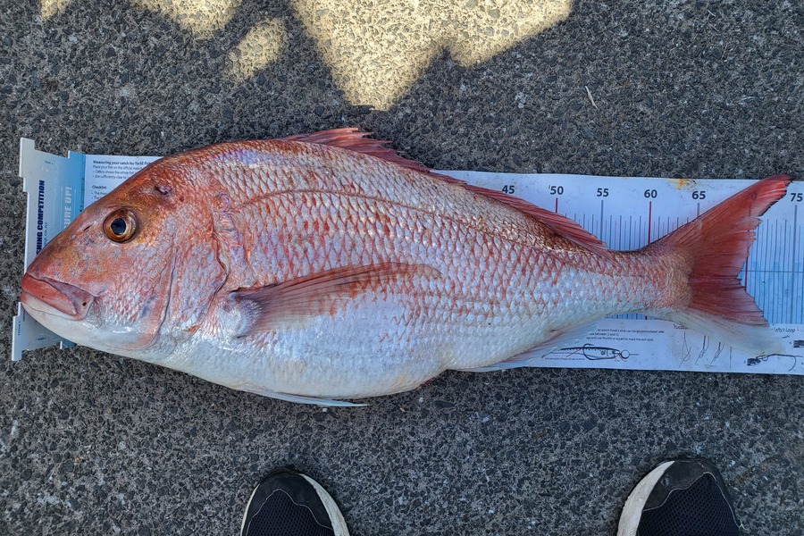 Zak Cameron caught this 69.0cm Snapper at Northland during The Export NZ Fishing Competition