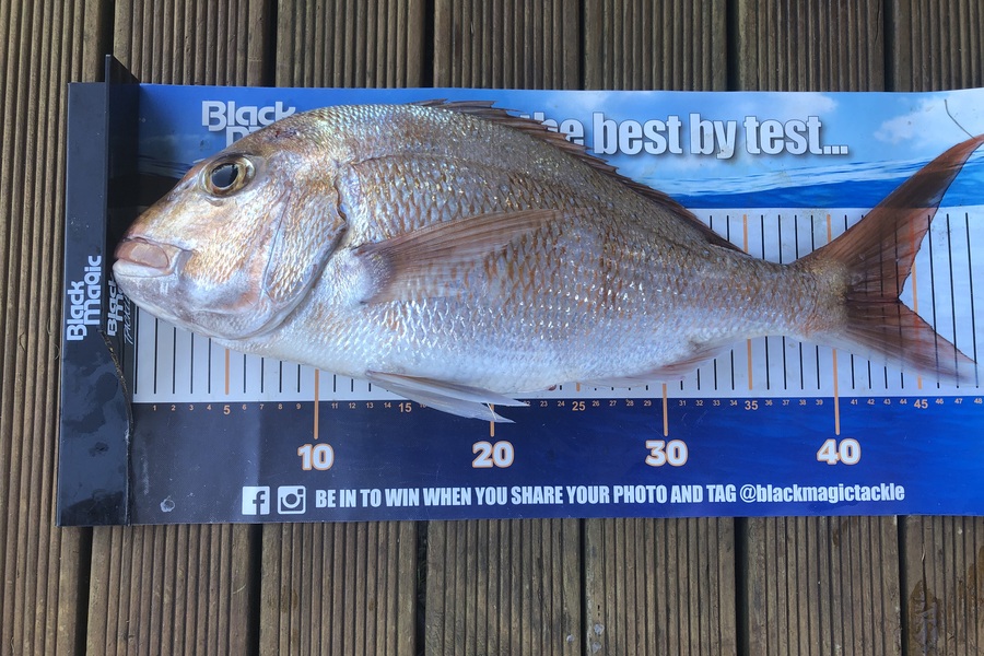 Phil Shields caught this 44.0cm Snapper at Northland during The Export NZ Fishing Competition