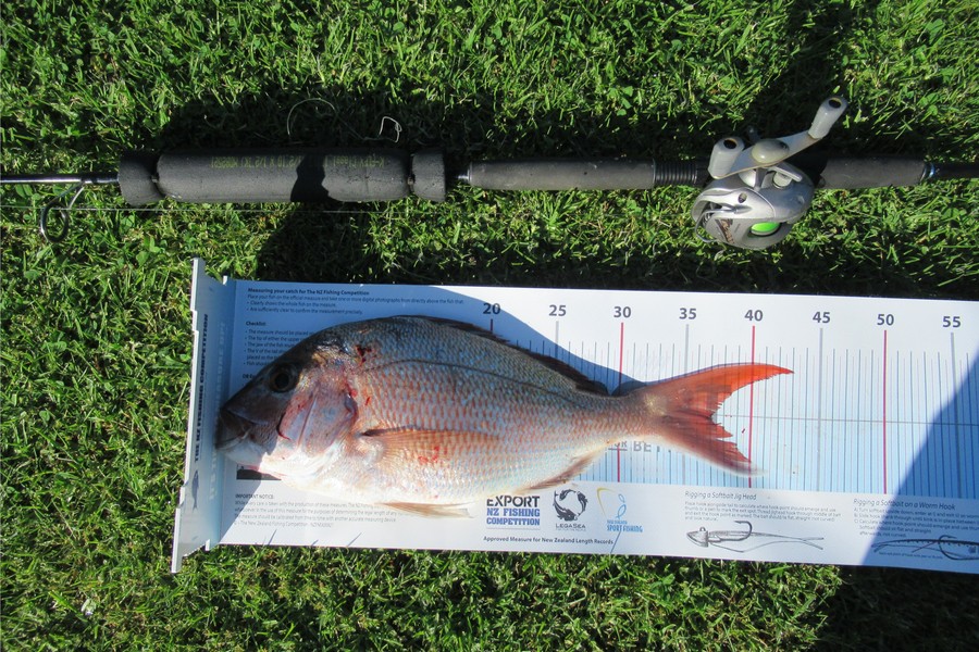 David Wilson caught this 37.0cm Snapper at Bay of Plenty during The Export NZ Fishing Competition