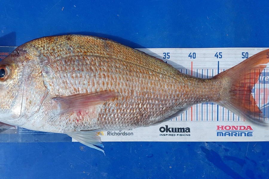 Barry  Howard caught this 51.0cm Snapper at Auckland during The Export NZ Fishing Competition
