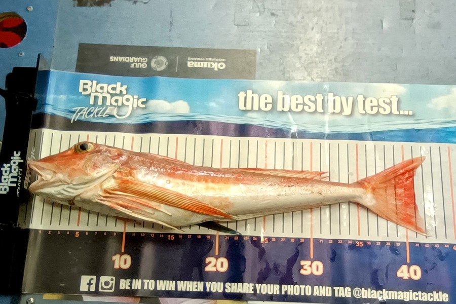 Colin Kerr caught this 41.0cm Gurnard at East Cape during The Export NZ Fishing Competition