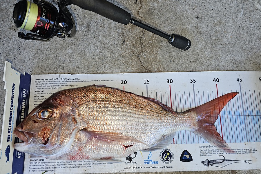 Brian  Gallogly caught this 38.0cm Snapper at Auckland during The Export NZ Fishing Competition