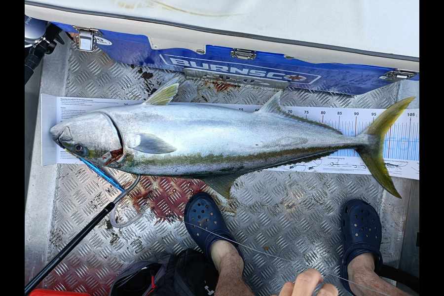 Lee Holst caught this 98.5cm Kingfish at West Coast during The Export NZ Fishing Competition