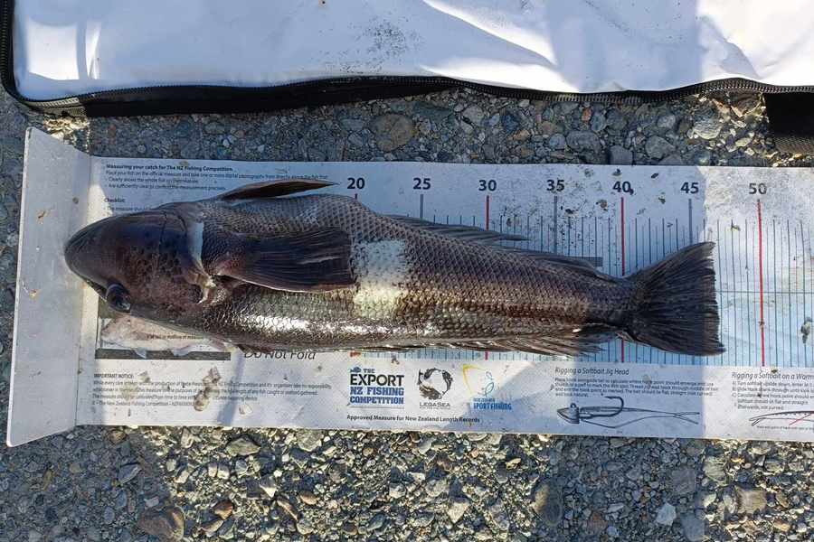 Lee Holst caught this 46.5cm Blue Cod at West Coast during The Export NZ Fishing Competition