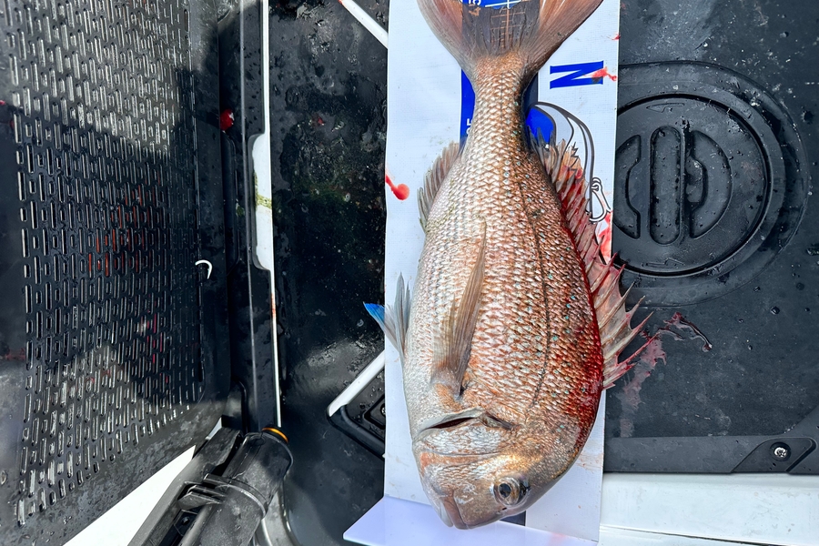 Nick Hoyle caught this 44.5cm Snapper at Northland during The Export NZ Fishing Competition