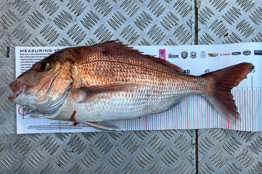 Rhys Holding caught this 50.5cm Snapper at Coromandel during The Export NZ Fishing Competition